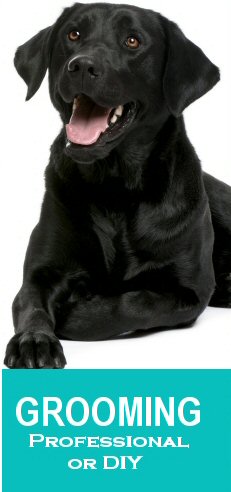 Boarding for Dogs & Cats · Doggie Daycare · Professional & DIY Grooming ...