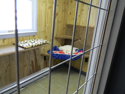 Your cat will be safe and sound while boarding at Morgan's Paws Pet Care Center in York, PA